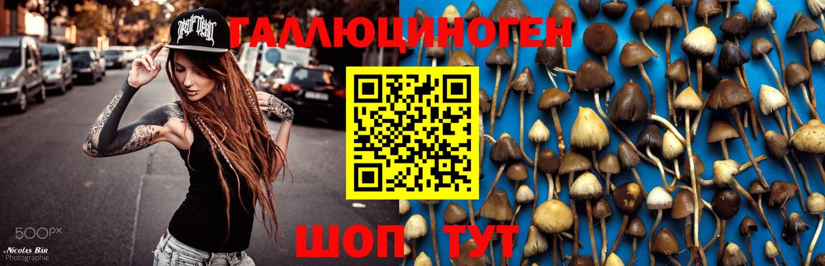 Галлюциногенные грибы GOLDEN TEACHER Славянск-на-Кубани